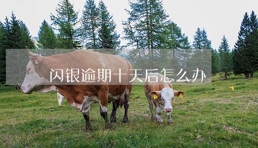 闪银逾期十天后怎么办