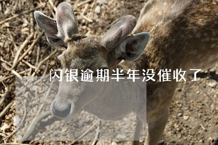 闪银逾期半年没催收了 闪银逾期半年没催收了
