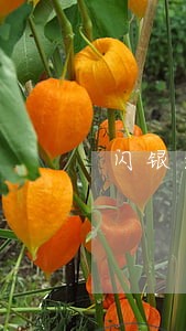 闪银逾期半年还清了 闪银逾期半年还清了