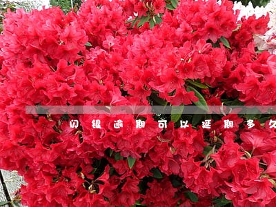 闪银逾期可以延期多久 闪银逾期可以延期多久