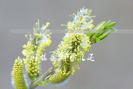 闪银逾期可以还