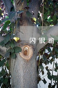 闪银逾期后怎么收费 闪银逾期后怎么收费