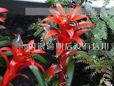 闪银逾期后没有信用支付 闪银逾期后没有信用支付