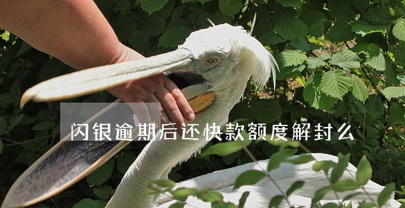 闪银逾期后还快款额度解封么 闪银逾期后还快款额度解封么