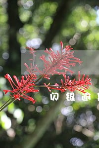闪银逾期后还能申请吗