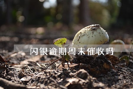 闪银逾期周末催收吗 闪银逾期周末催收吗