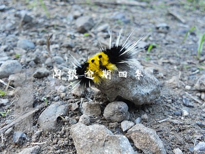 闪银逾期四年 闪银逾期四年