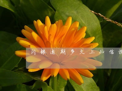 闪银逾期多久上征信报告 闪银逾期多久上征信报告