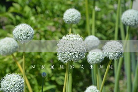 闪银逾期多久出延期 闪银逾期多久出延期