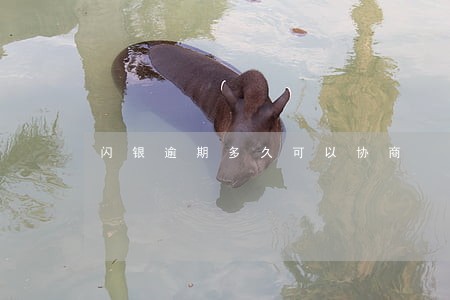闪银逾期多久可以协商 闪银逾期多久可以协商