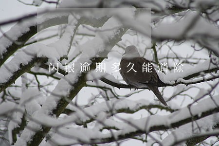闪银逾期多久能消除 闪银逾期多久能消除