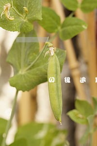 闪银逾期如何还本金 闪银逾期如何还本金