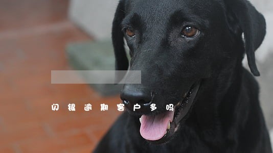 闪银逾期客户多吗 闪银逾期客户多吗