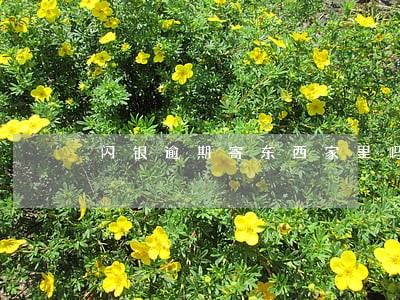 闪银逾期寄东西家里吗 闪银逾期寄东西家里吗