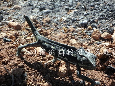 闪银逾期封印怎么处理 闪银逾期封印怎么处理