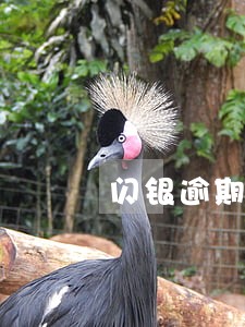 闪银逾期征信显示三方担保代偿 闪银逾期征信显示三方担保代偿