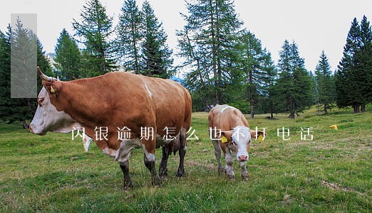 闪银逾期怎么也不打电话 闪银逾期怎么也不打电话