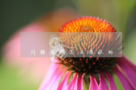 闪银逾期怎么催收的 闪银逾期怎么催收的