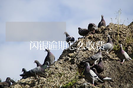 闪银逾期怎么收费 闪银逾期怎么收费