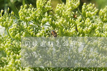 闪银逾期怎么解决 闪银逾期怎么解决