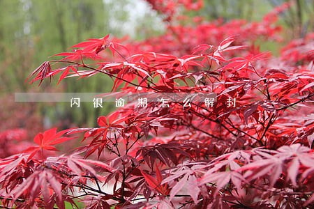 闪银逾期怎么解封