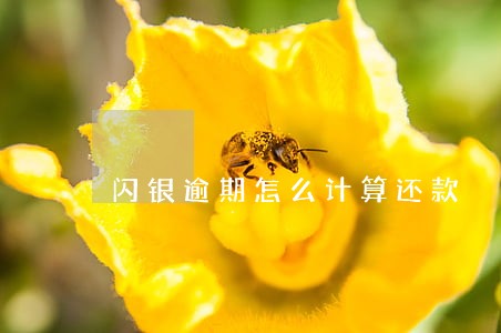 闪银逾期怎么计算还款 闪银逾期怎么计算还款
