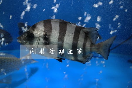 闪银逾期政策 闪银逾期政策