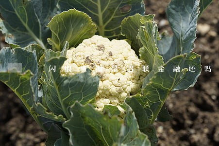 闪银逾期是招联金融还吗 闪银逾期是招联金融还吗