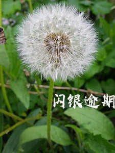 闪银逾期显示升级中 闪银逾期显示升级中