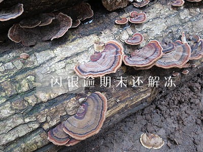 闪银逾期未还解冻 闪银逾期未还解冻
