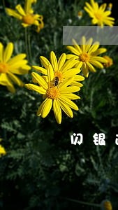 闪银逾期本金两千多要上门 闪银逾期本金两千多要上门