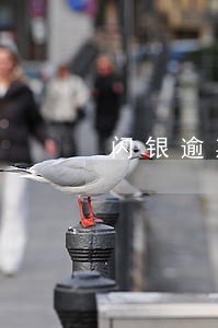 闪银逾期没催收