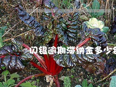 闪银逾期滞纳金多少钱 闪银逾期滞纳金多少钱