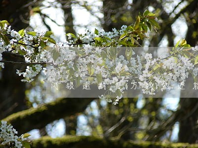 闪银逾期百万钱包还能借吗 闪银逾期百万钱包还能借吗