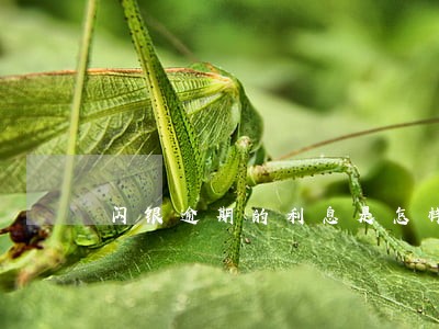 闪银逾期的利息是怎样算的 闪银逾期的利息是怎样算的