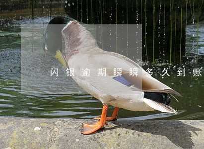 闪银逾期瞬瞬多久到账 闪银逾期瞬瞬多久到账