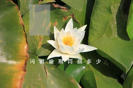闪银逾期罚息多少 闪银逾期罚息多少