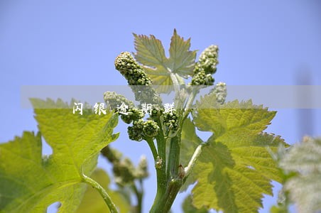 闪银逾期群 闪银逾期群