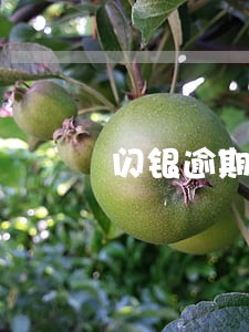 闪银逾期能否减免利息 闪银逾期能否减免利息