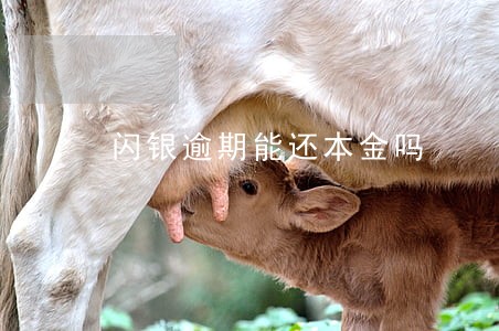 闪银逾期能还本金吗