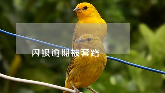 闪银逾期被套路 闪银逾期被套路