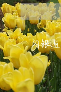 闪银逾期被封印怎么办 闪银逾期被封印怎么办