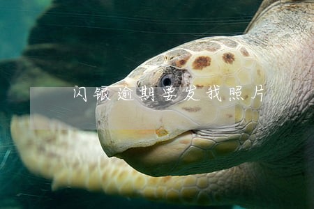 闪银逾期要发我照片 闪银逾期要发我照片