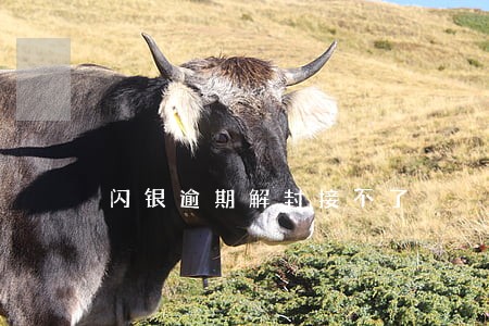 闪银逾期解封接不了 闪银逾期解封接不了