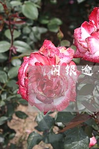 闪银逾期让我处理 闪银逾期让我处理
