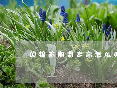 闪银逾期费太高怎么办 闪银逾期费太高怎么办