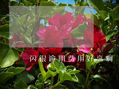 闪银逾期费用好高啊 闪银逾期费用好高啊