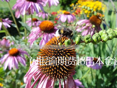闪银逾期费超出本金还需要还吗 闪银逾期费超出本金还需要还吗