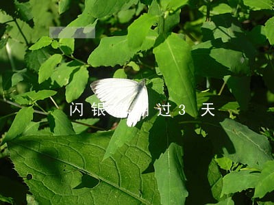 闪银逾期过3天