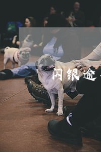 闪银逾期过叮当还能下吗 闪银逾期过叮当还能下吗